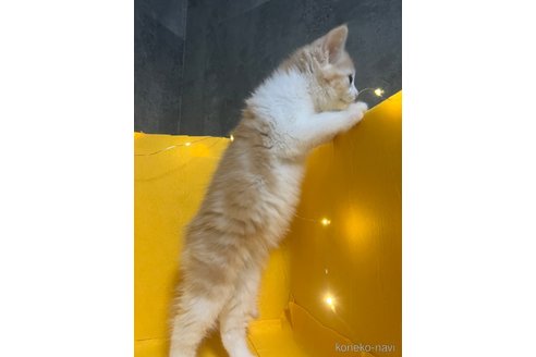 販売中の東京都のマンチカン-116537の4枚目