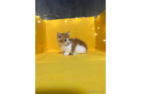販売中の東京都のマンチカン(短足)-116538の3枚目
