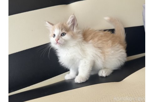 販売中の香川県のノルウェージャンフォレストキャット-114222の3枚目