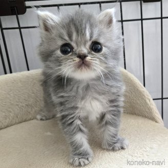 販売中の福岡県のスコティッシュフォールド-115671の2枚目