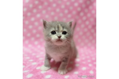 販売中の北海道のスコティッシュフォールド-115848の6枚目