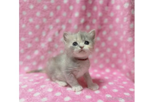 販売中の北海道のスコティッシュフォールド-115847の7枚目