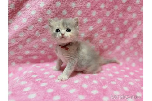 販売中の北海道のスコティッシュフォールド-115847の8枚目
