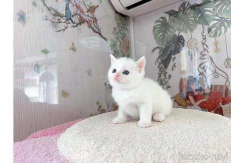 販売中の千葉県のマンチカン-115455の8枚目