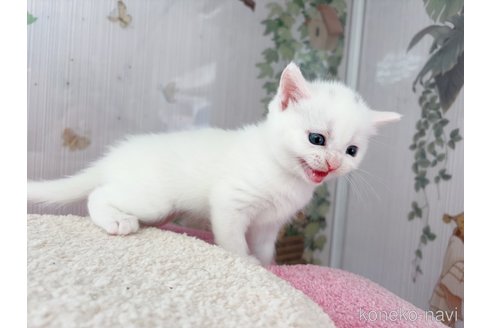 販売中の千葉県のマンチカン-115455の2枚目