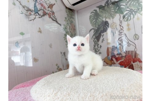 販売中の千葉県のマンチカン-115455の4枚目