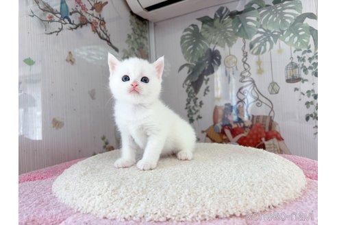 販売中の千葉県のマンチカン-115455の5枚目