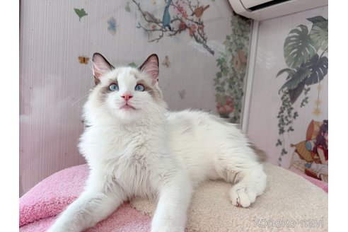 販売中の千葉県のラグドール-107904の8枚目
