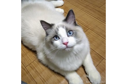商談中の静岡県のラグドール-110180の6枚目