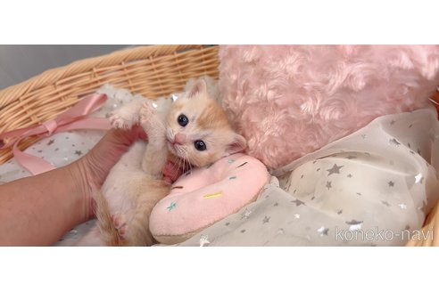 販売中の群馬県のマンチカン-116178の2枚目