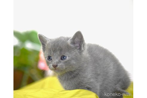 販売中の大阪府のロシアンブルー-116542の2枚目
