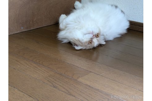販売中の大阪府のミヌエット-90465の3枚目