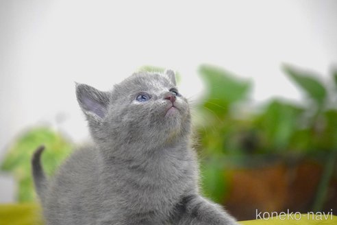 販売中の大阪府のロシアンブルー-116543の3枚目
