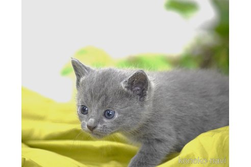 販売中の大阪府のロシアンブルー-116543の2枚目