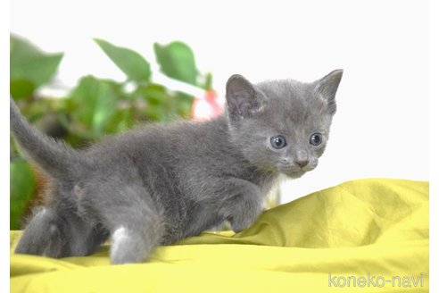 販売中の大阪府のロシアンブルー-116544の5枚目