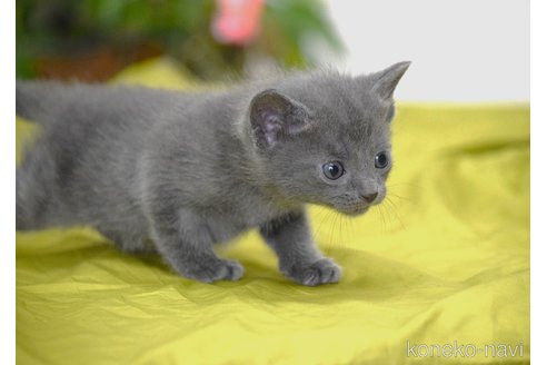 販売中の大阪府のロシアンブルー-116544の3枚目