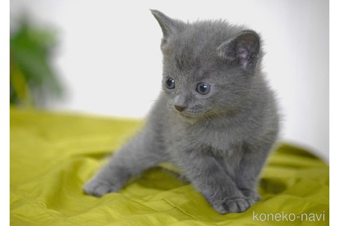 販売中の大阪府のロシアンブルー-116544の2枚目