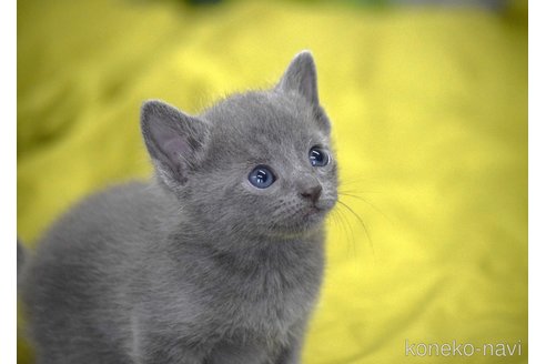 販売中の大阪府のロシアンブルー-116546の5枚目