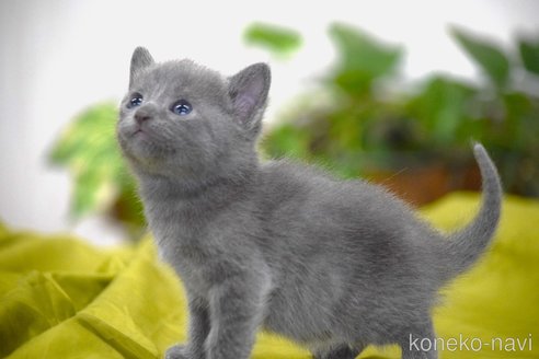 販売中の大阪府のロシアンブルー-116546の4枚目