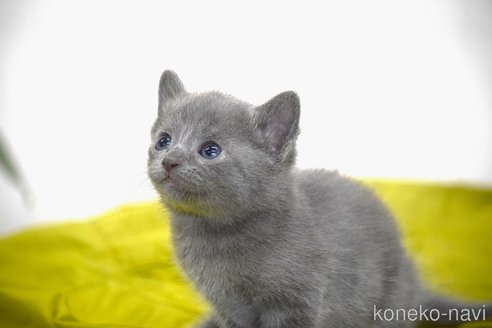 販売中の大阪府のロシアンブルー-116546の3枚目