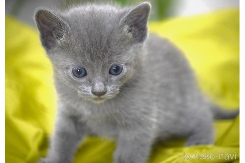 販売中の大阪府のロシアンブルー-116546の2枚目