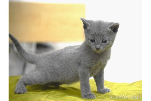 販売中の大阪府のロシアンブルー-116203の5枚目