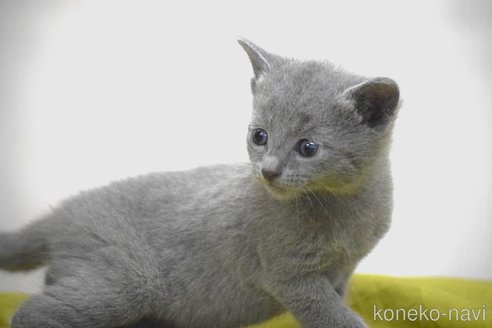 販売中の大阪府のロシアンブルー-116203の2枚目