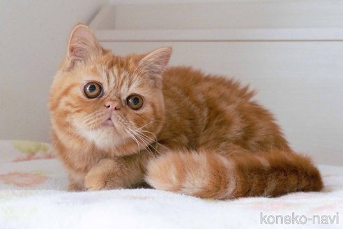 成約済の東京都のエキゾチックショートヘア-104222の7枚目