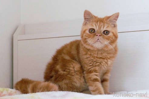 成約済の東京都のエキゾチックショートヘア-104222の6枚目