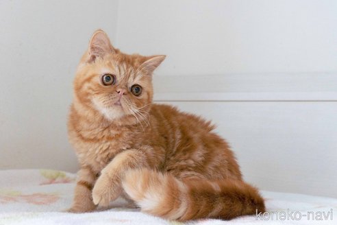 成約済の東京都のエキゾチックショートヘア-104222の5枚目