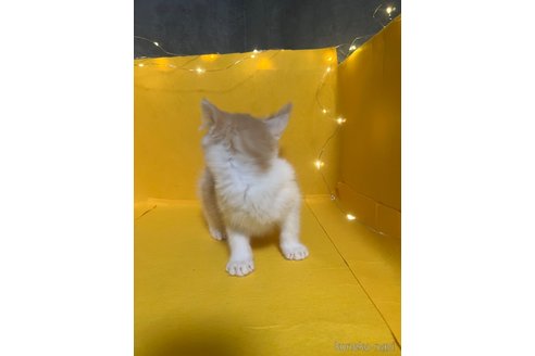 販売中の東京都のマンチカン-116537の2枚目