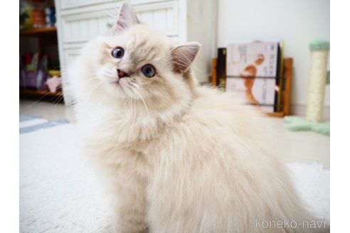 販売中の埼玉県のラグドール-110740の6枚目