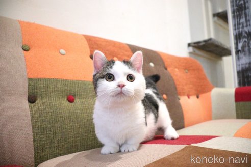 販売中の大阪府のマンチカン(短足)-109273の4枚目