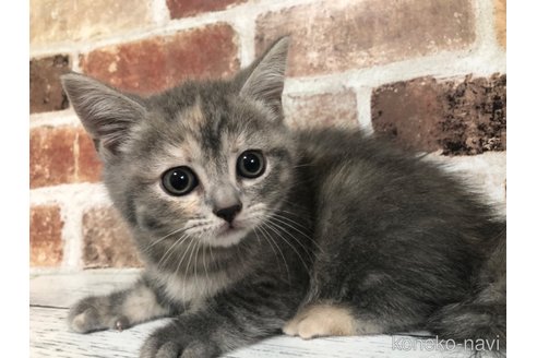 販売中の千葉県のスコティッシュフォールド-115497