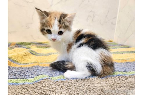 販売中の北海道のスコティッシュフォールド-116548の7枚目