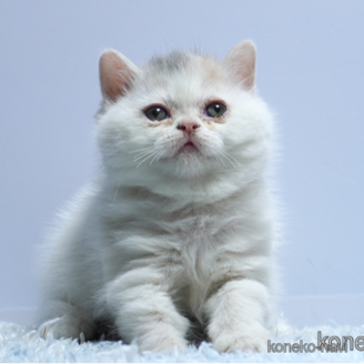 販売中の群馬県のエキゾチックショートヘア-116549の1枚目