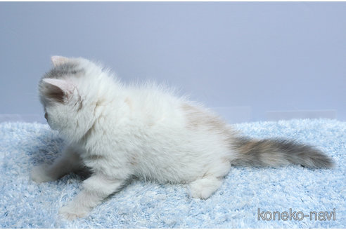 販売中の群馬県のエキゾチックショートヘア-116549の3枚目