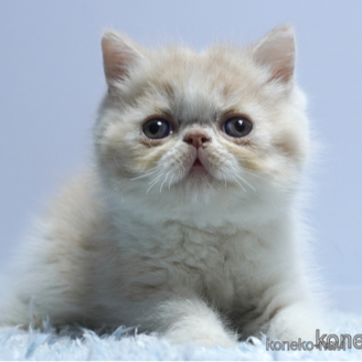販売中の群馬県のエキゾチックショートヘア-116550