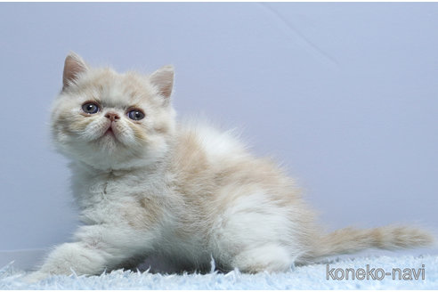 販売中の群馬県のエキゾチックショートヘア-116550の2枚目