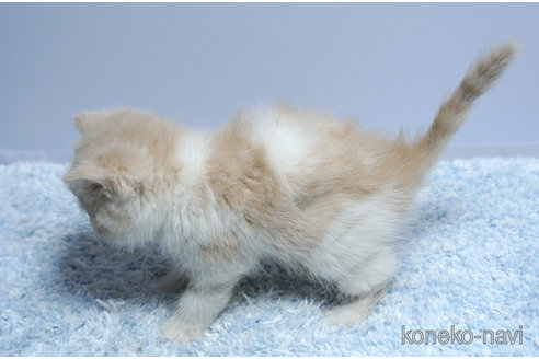 販売中の群馬県のエキゾチックショートヘア-116550の3枚目