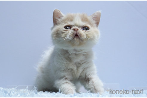 販売中の群馬県のエキゾチックショートヘア-116551の3枚目