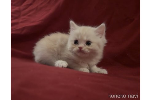 販売中の埼玉県のスコティッシュフォールド-116557の2枚目