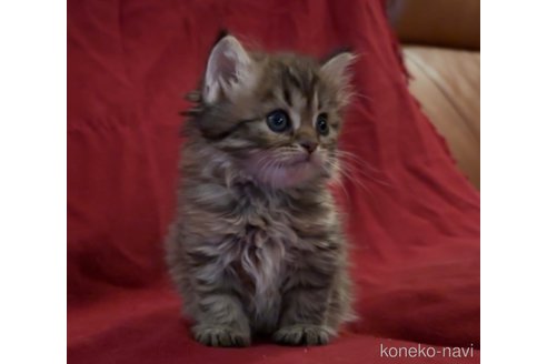 販売中の埼玉県のスコティッシュフォールド-116558の2枚目