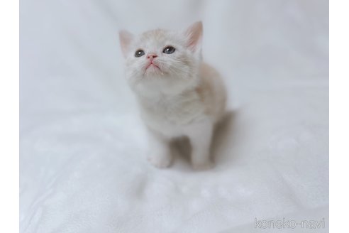 販売中の鹿児島県のスコティッシュフォールド-112703