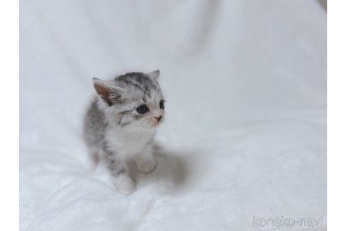 販売中の鹿児島県のスコティッシュフォールド-112701の4枚目