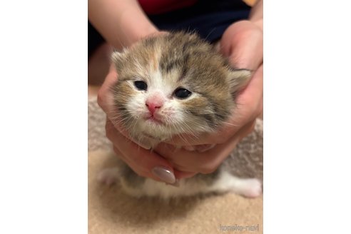 販売中の東京都のマンチカン-115951の4枚目