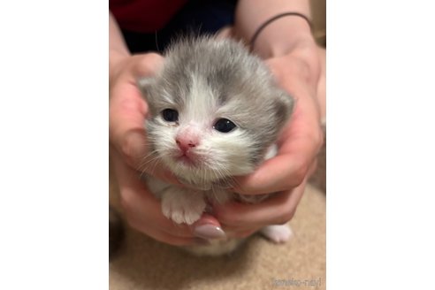 販売中の東京都のマンチカン(短足)-115950の4枚目