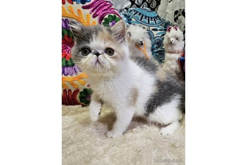 販売中の大阪府のエキゾチックショートヘア-112773の2枚目