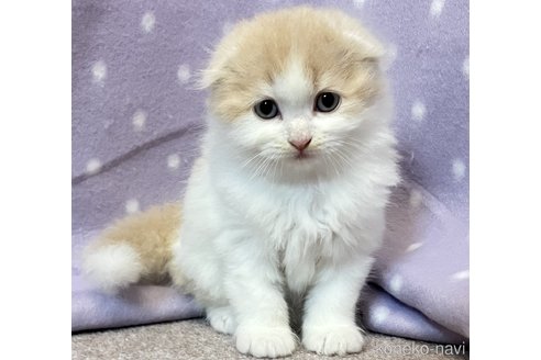 販売中の三重県のスコティッシュフォールド(折れ耳)-114036の1枚目