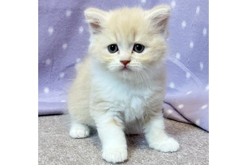 成約済の三重県のスコティッシュフォールド-114575の1枚目